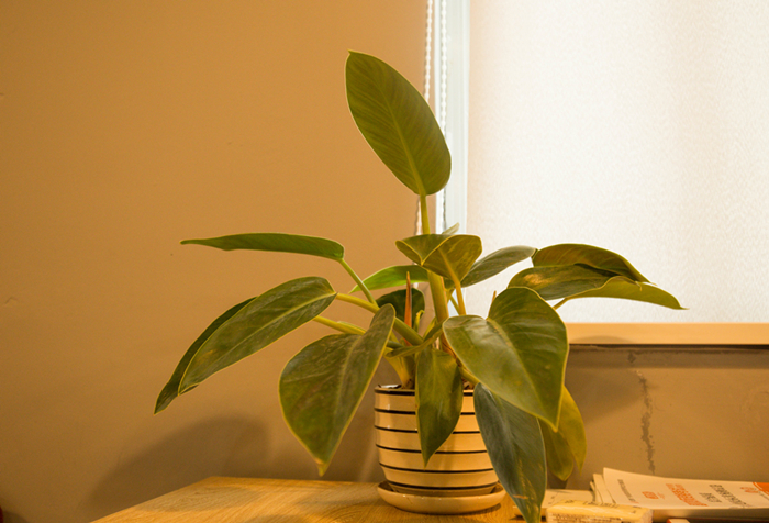 千庫網_室內盆栽攝影圖片_攝影圖編號6677.jpg